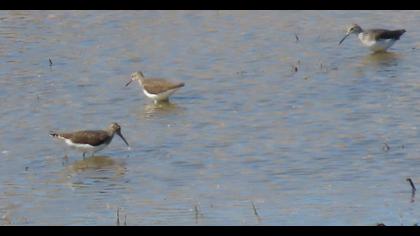 Green Sandpiper