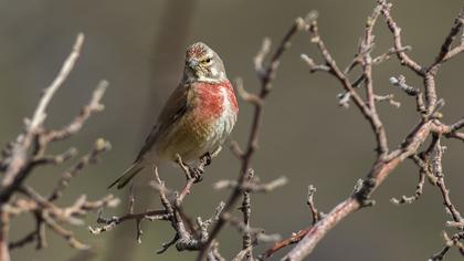 Common Linnet