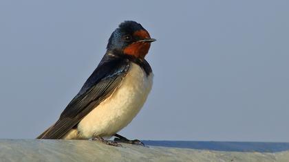 Barn Swallow
