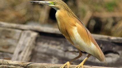 Squacco Heron