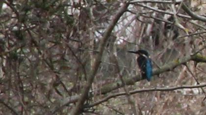 Common Kingfisher