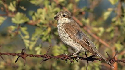 Red-backed Shrike