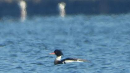 Red-breasted Merganser