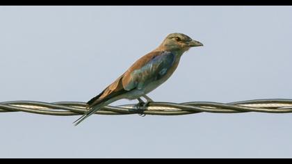 European Roller