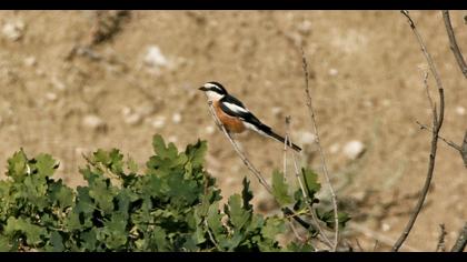 Masked Shrike