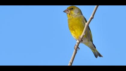 European Greenfinch