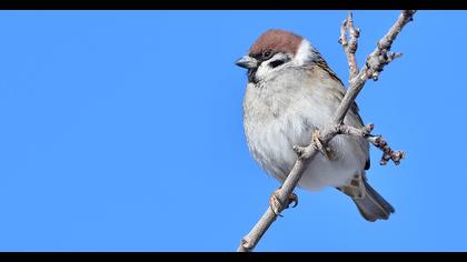 Eurasian Tree Sparrow