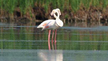Greater Flamingo