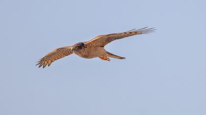 Eurasian Sparrowhawk