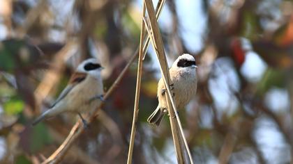 Eurasian Penduline Tit