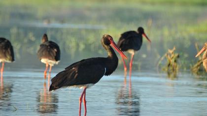 Black Stork