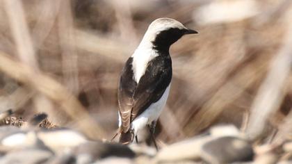 Finsch`s Wheatear