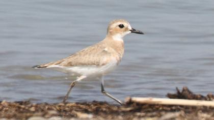 Greater Sand Plover