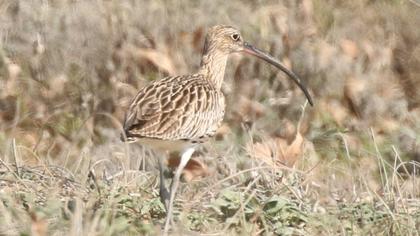 Eurasian Curlew