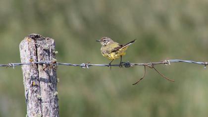 Western Yellow Wagtail