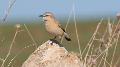 Isabelline Wheatear