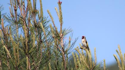 European Goldfinch