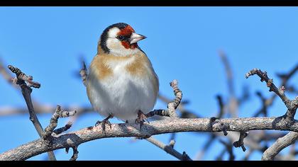 European Goldfinch