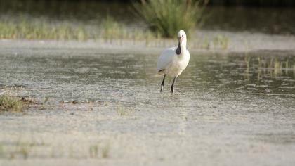 Eurasian Spoonbill