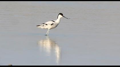 Pied Avocet