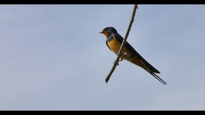 Barn Swallow