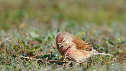 Common Linnet