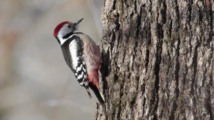 Middle Spotted Woodpecker