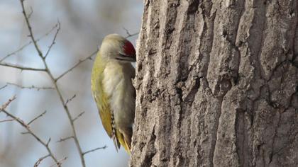 Grey-headed Woodpecker