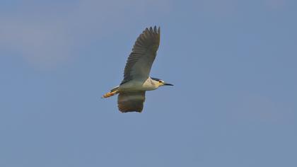 Black-crowned Night Heron