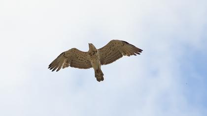 Short-toed Snake Eagle