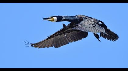 Great Cormorant
