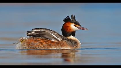Great Crested Grebe