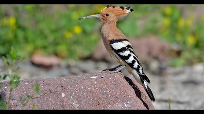 Eurasian Hoopoe