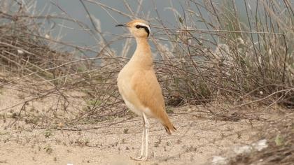 Cream-colored Courser