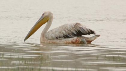Great White Pelican