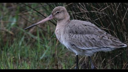 Black-tailed Godwit