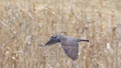 Northern Goshawk