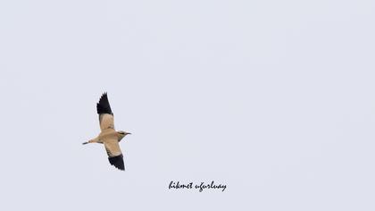 Cream-colored Courser