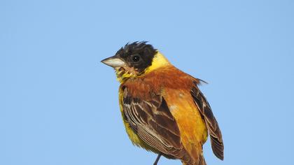 Black-headed Bunting