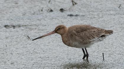 Black-tailed Godwit