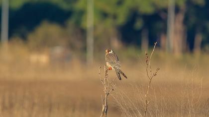 Red-footed Falcon