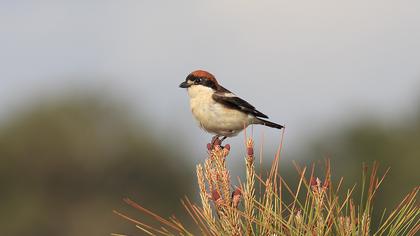 Woodchat Shrike