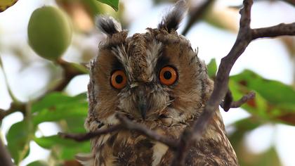 Long-eared Owl
