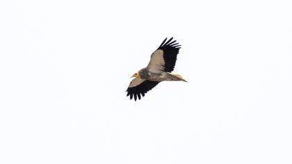 Egyptian Vulture