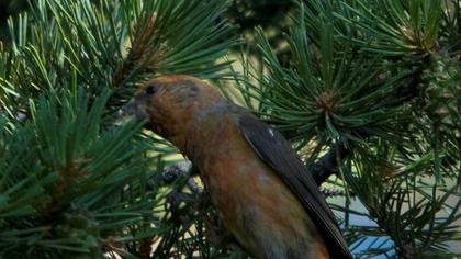 Red Crossbill