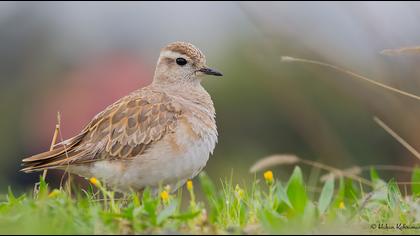 Eurasian Dotterel