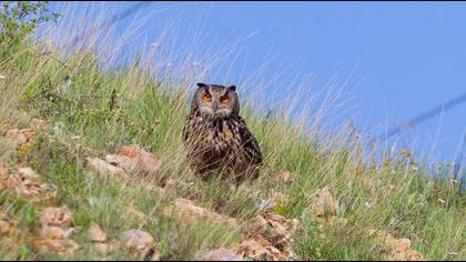 Eurasian Eagle-Owl