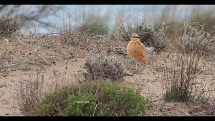 Cream-colored Courser
