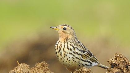 Red-throated Pipit
