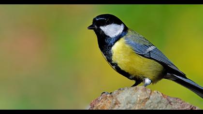 Great Tit